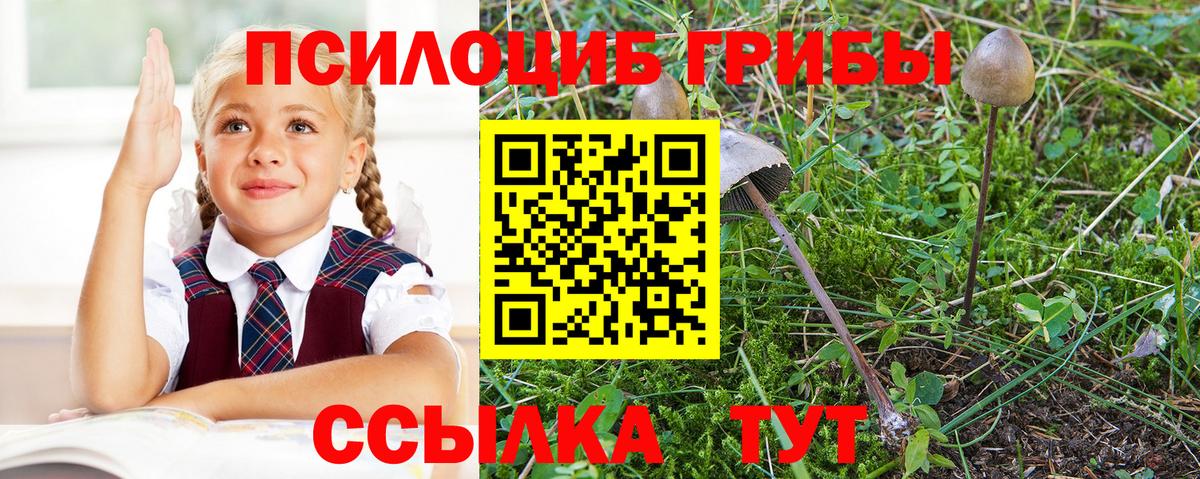 Галлюциногенные грибы Psilocybine cubensis Архангельск